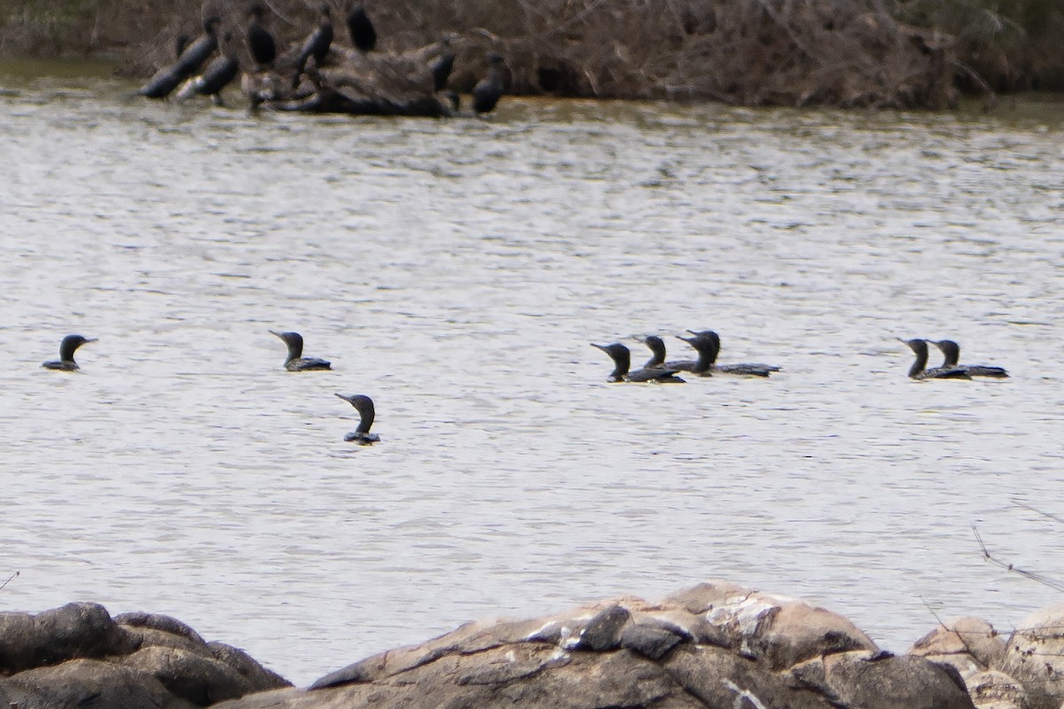 Little Black Cormorant - ML641650284