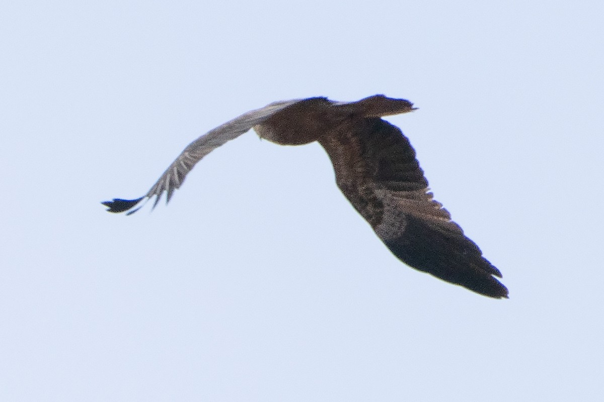 Whistling Kite - ML641650287