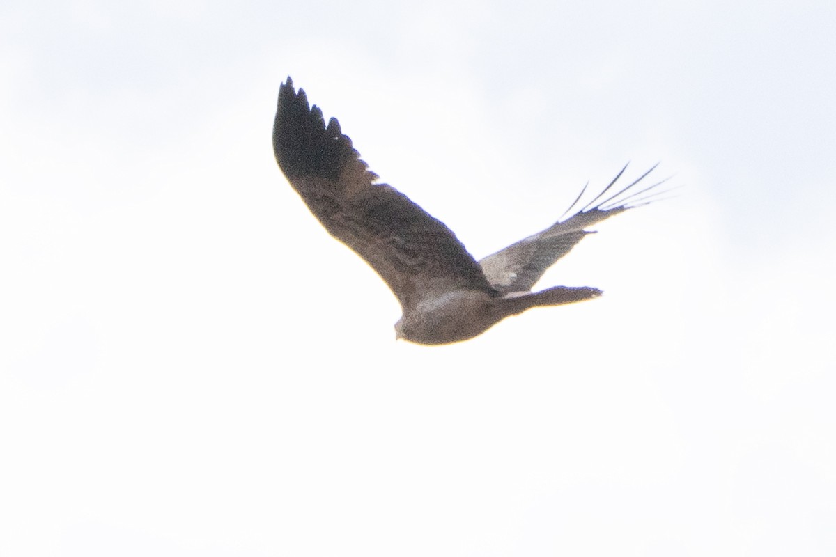 Whistling Kite - ML641650288