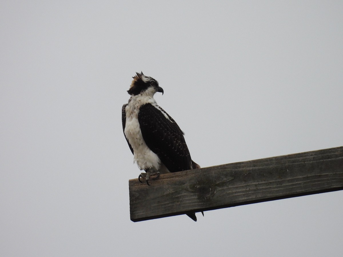 Osprey - ML641650316