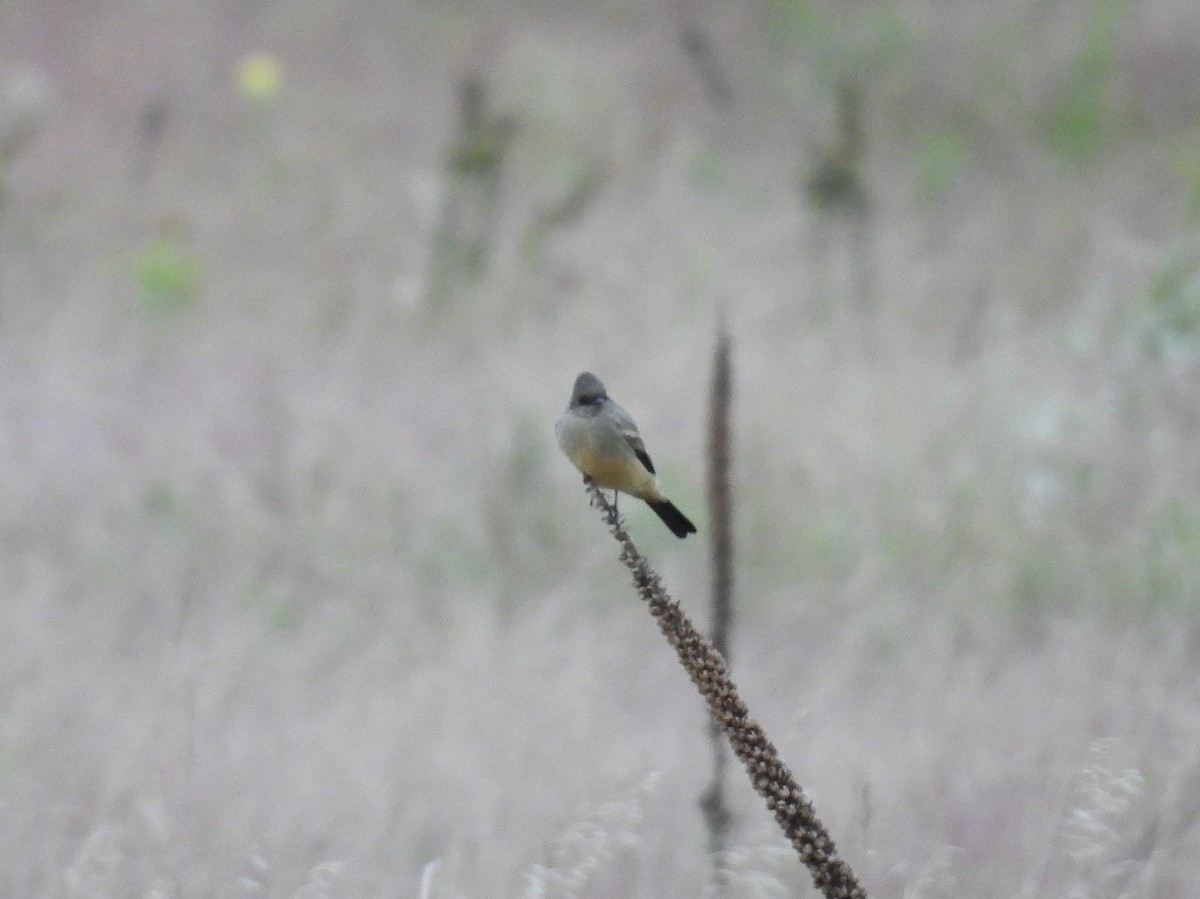 Say's Phoebe - ML641650321