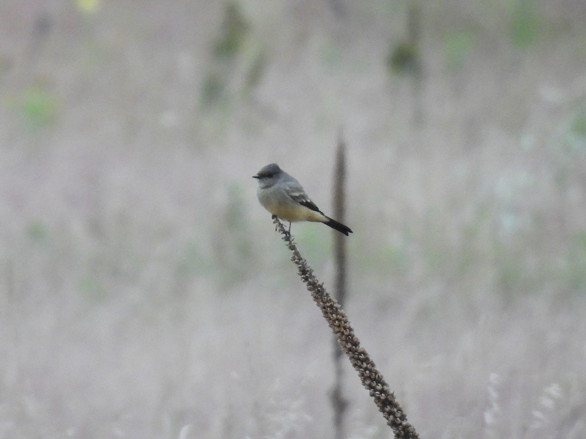 Say's Phoebe - ML641650322