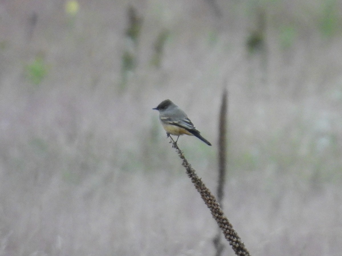 Say's Phoebe - ML641650323