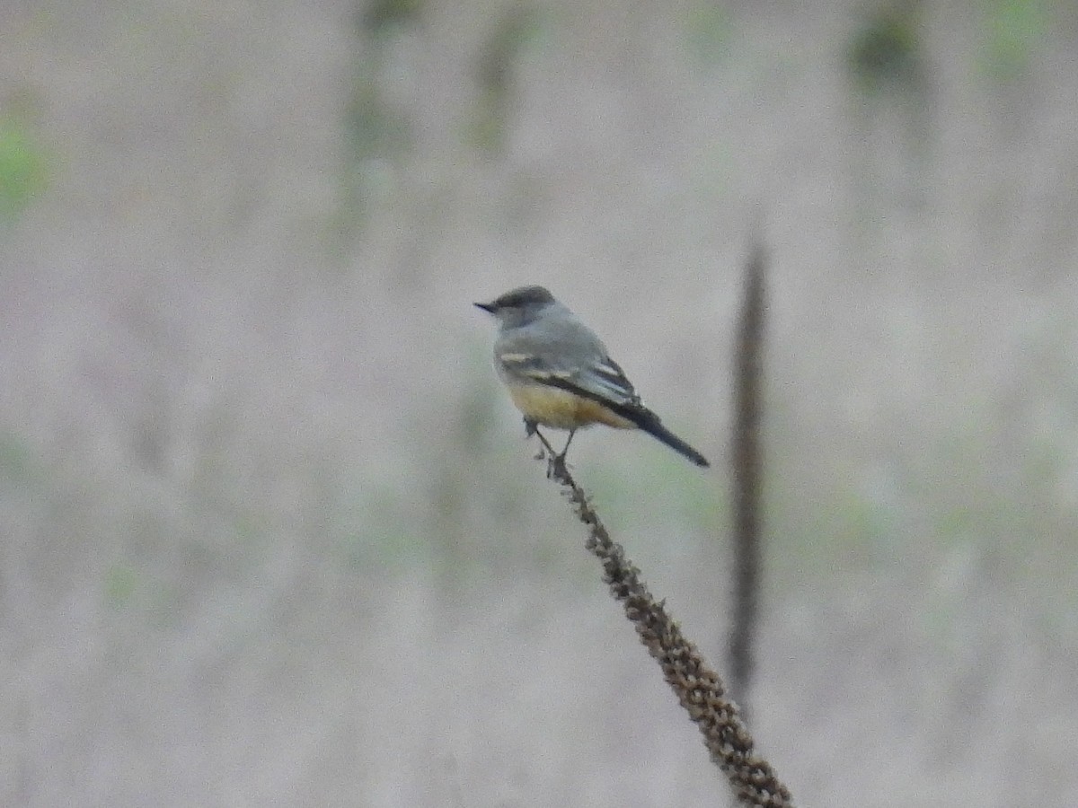 Say's Phoebe - ML641650324