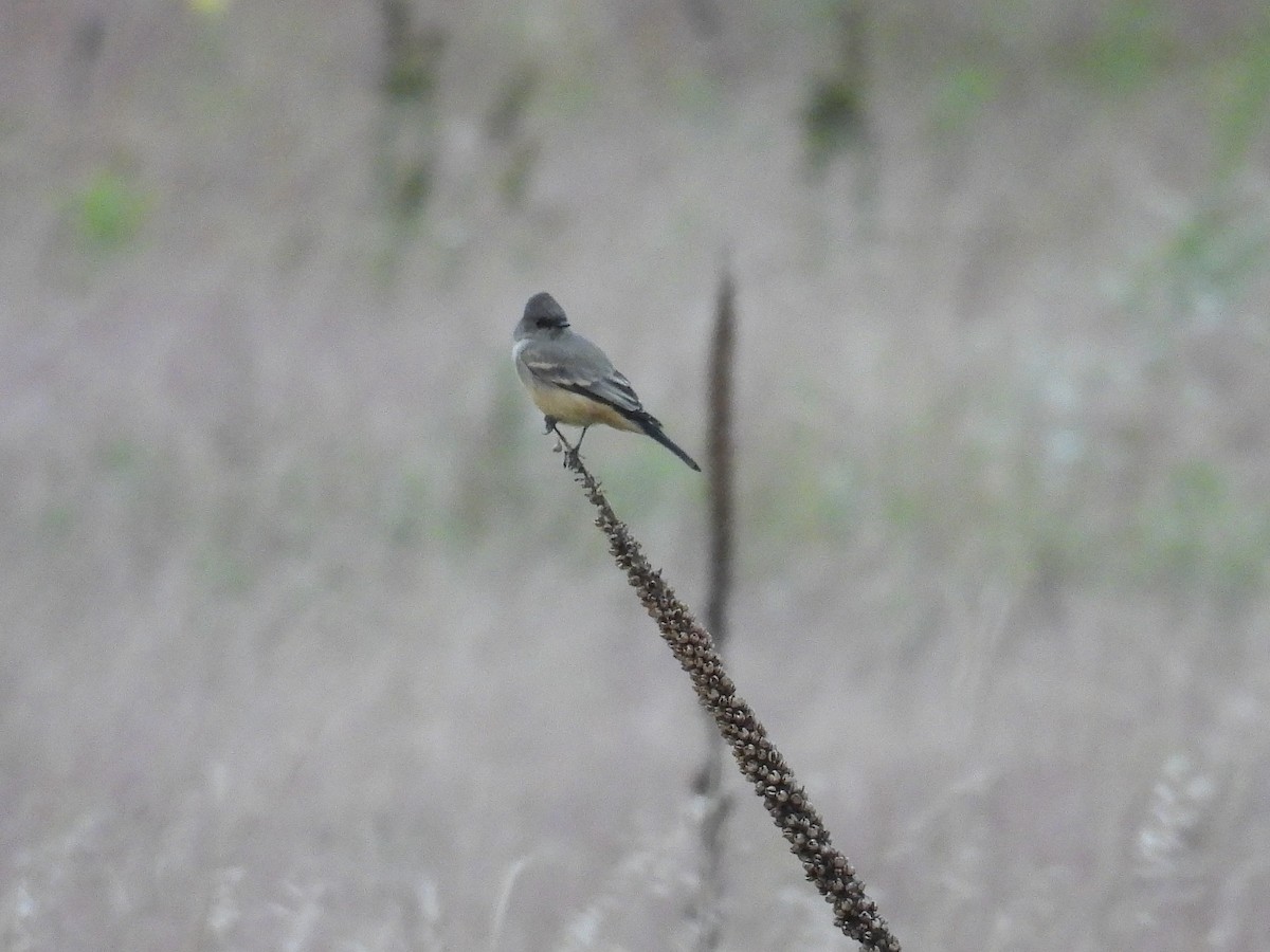 Say's Phoebe - ML641650325