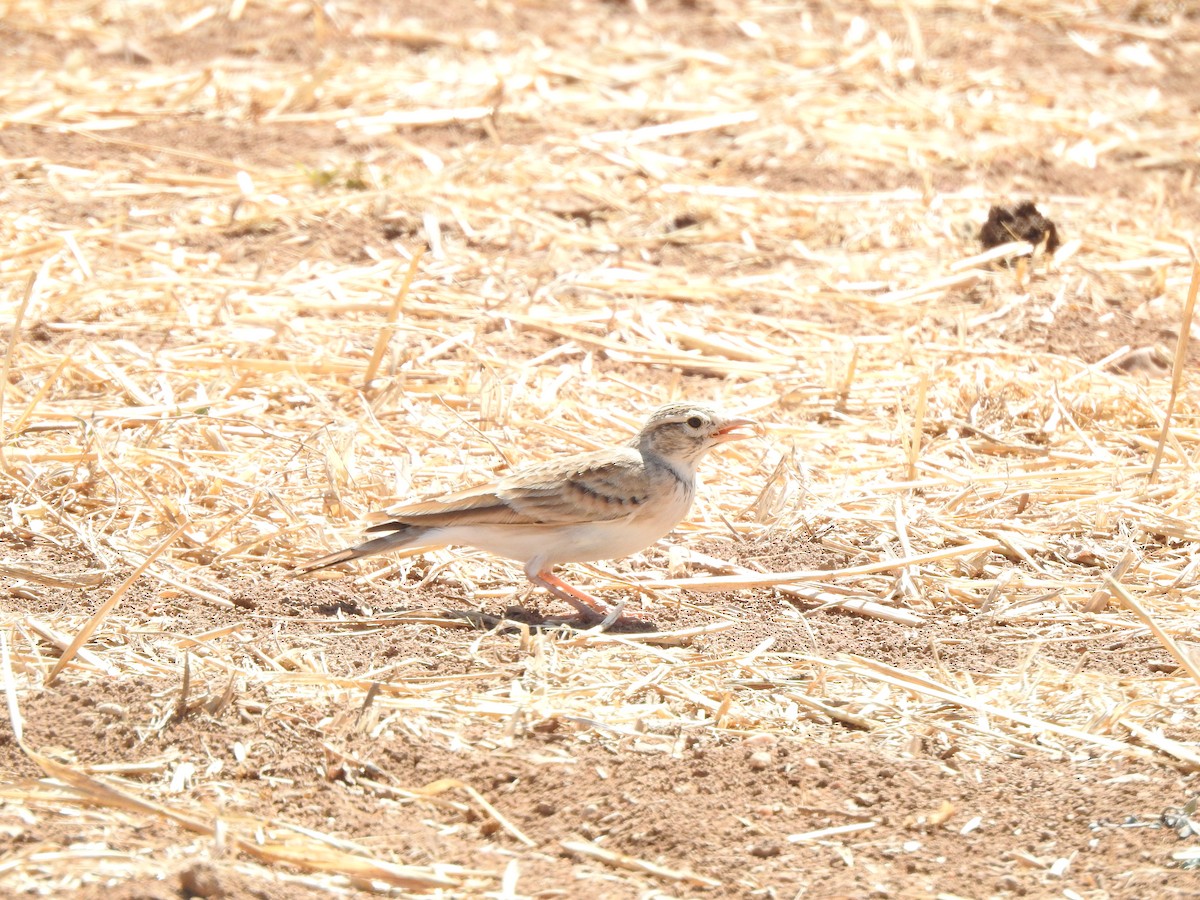 Greater Short-toed Lark - ML641650326
