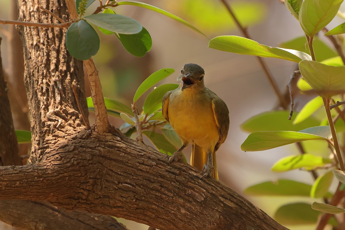 Yellow-bellied Greenbul - ML641650345