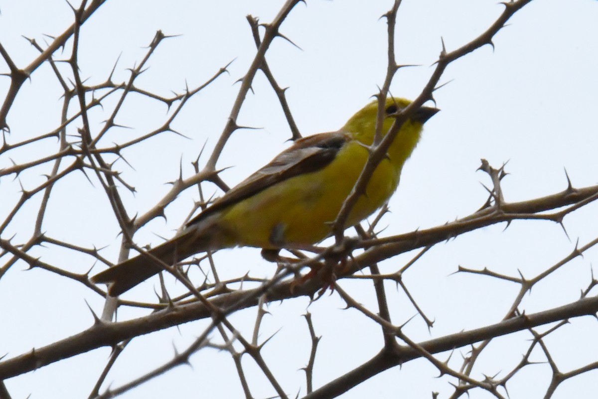 Sudan Golden Sparrow - ML641650363