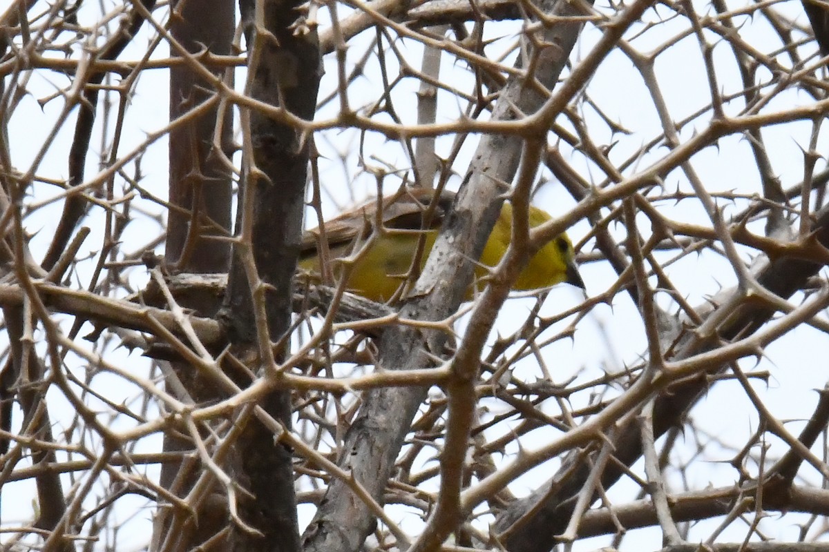 Sudan Golden Sparrow - ML641650364