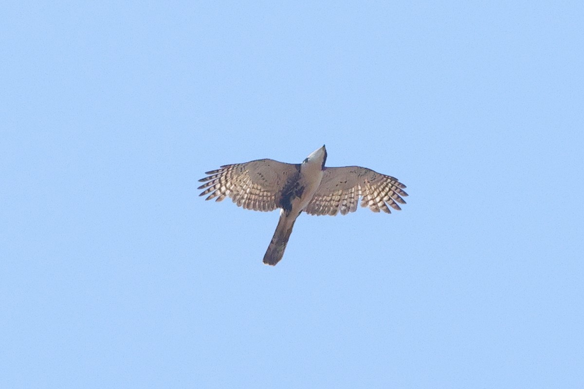 Black Goshawk - ML641650365