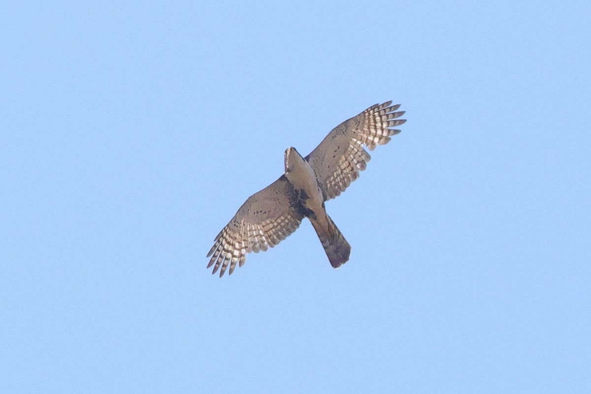 Black Goshawk - ML641650366