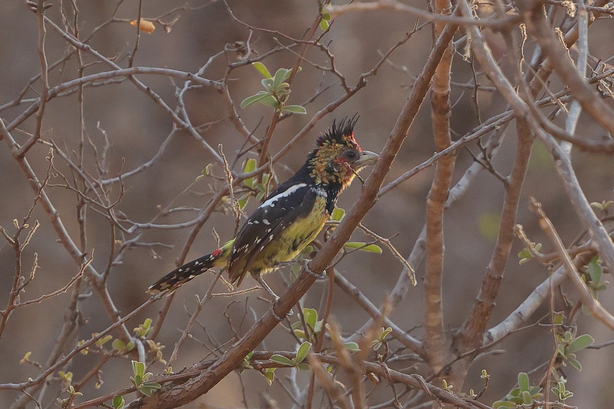 Crested Barbet - ML641650372