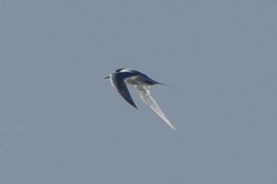 Australian Fairy Tern - ML641650380