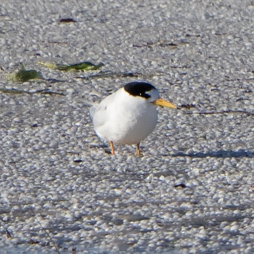 Australian Fairy Tern - ML641650381