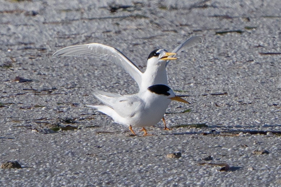 Australian Fairy Tern - ML641650382