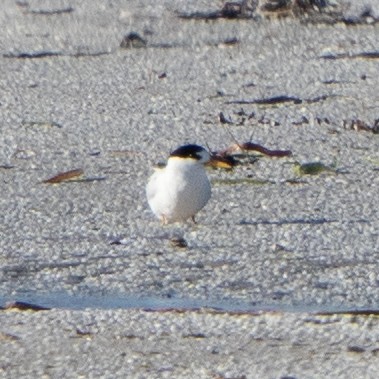 Australian Fairy Tern - ML641650383