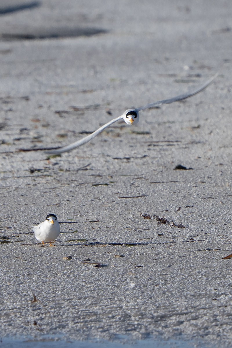 Australian Fairy Tern - ML641650384