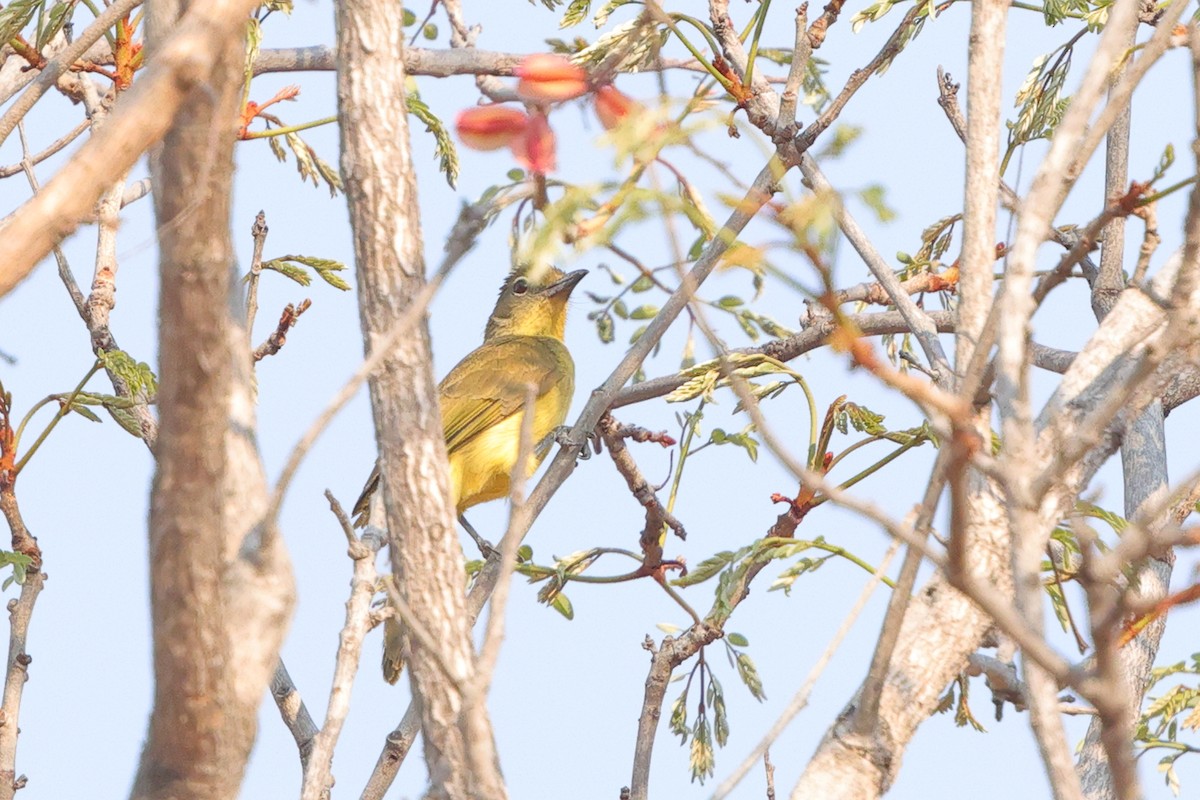 Yellow-bellied Greenbul - ML641650385