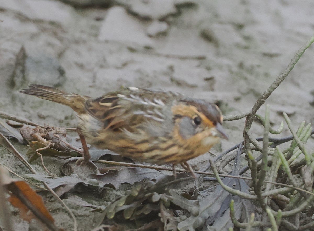 Saltmarsh Sparrow - ML641650396