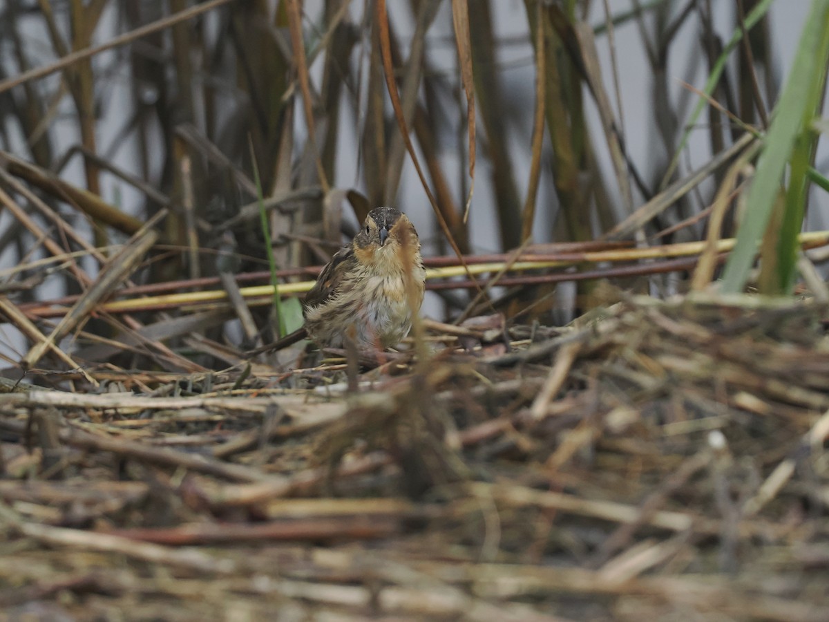 Saltmarsh Sparrow - ML641650405