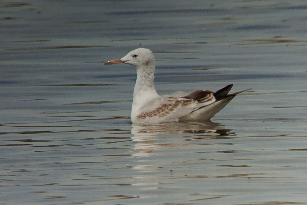 Slender-billed Gull - ML641650408