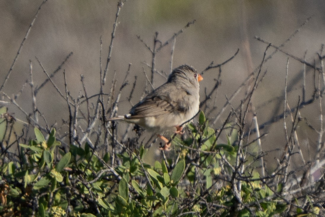 Zebra Finch - ML641650422