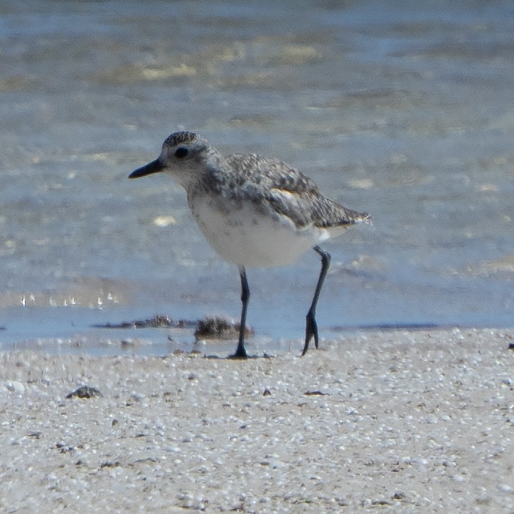 Black-bellied Plover - ML641650453