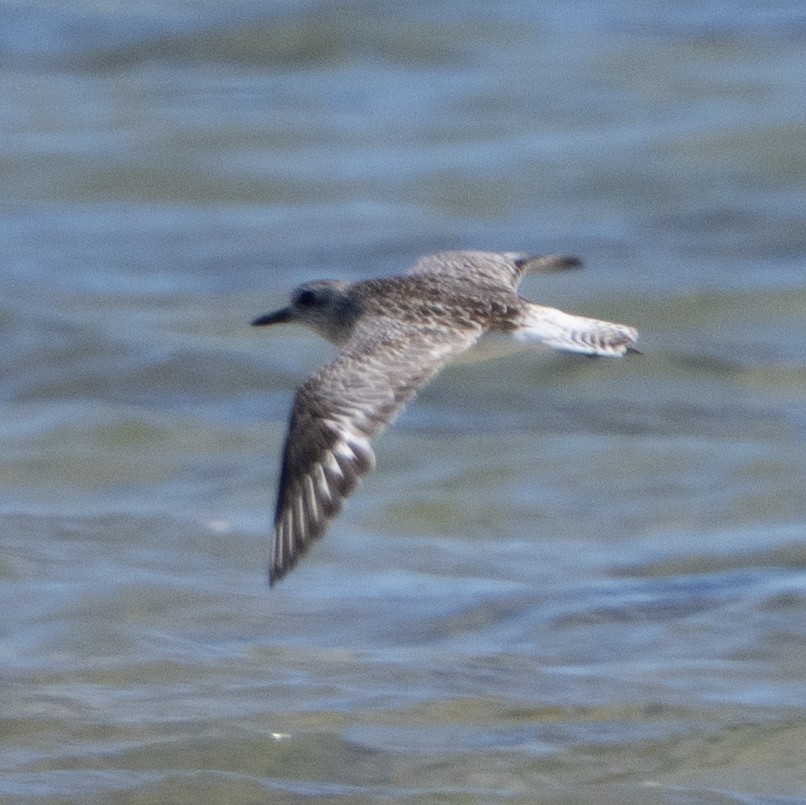 Black-bellied Plover - ML641650454