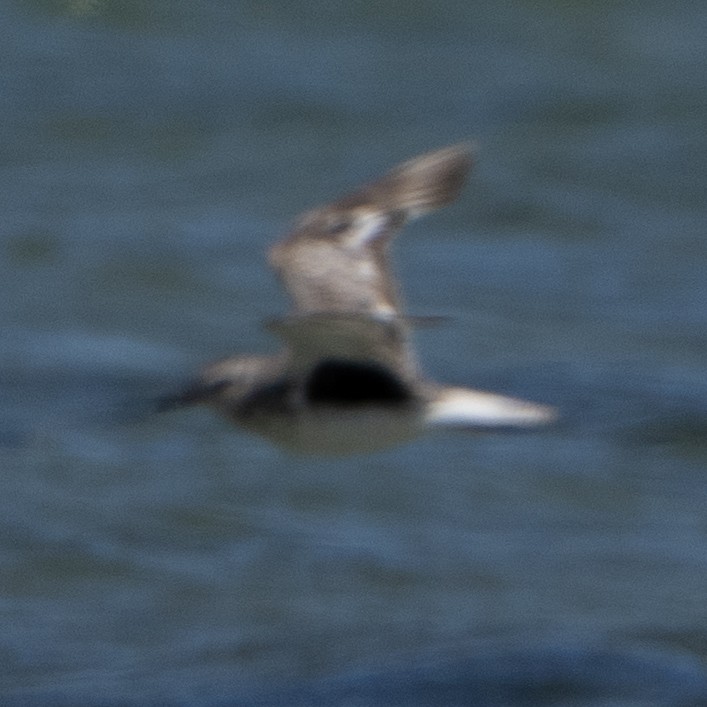 Black-bellied Plover - ML641650455