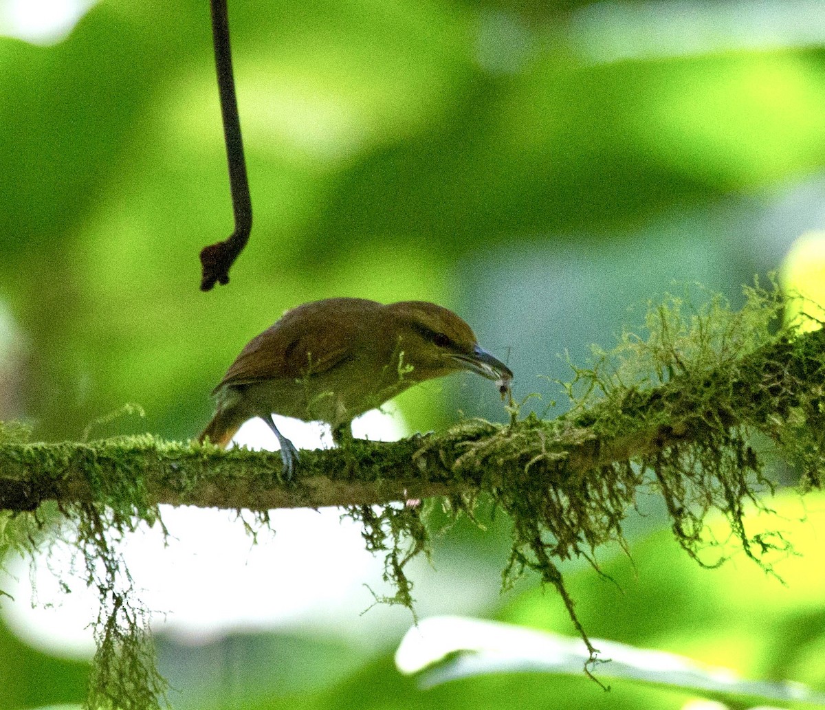 Russet Antshrike - ML641650487