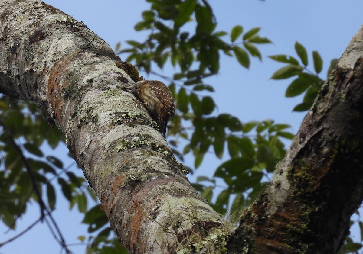 Sulawesi Pygmy Woodpecker - ML641650660