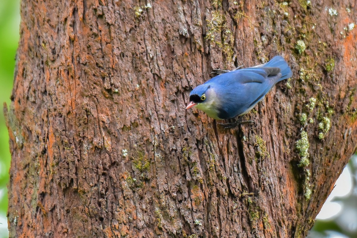 Velvet-fronted Nuthatch - ML641650661