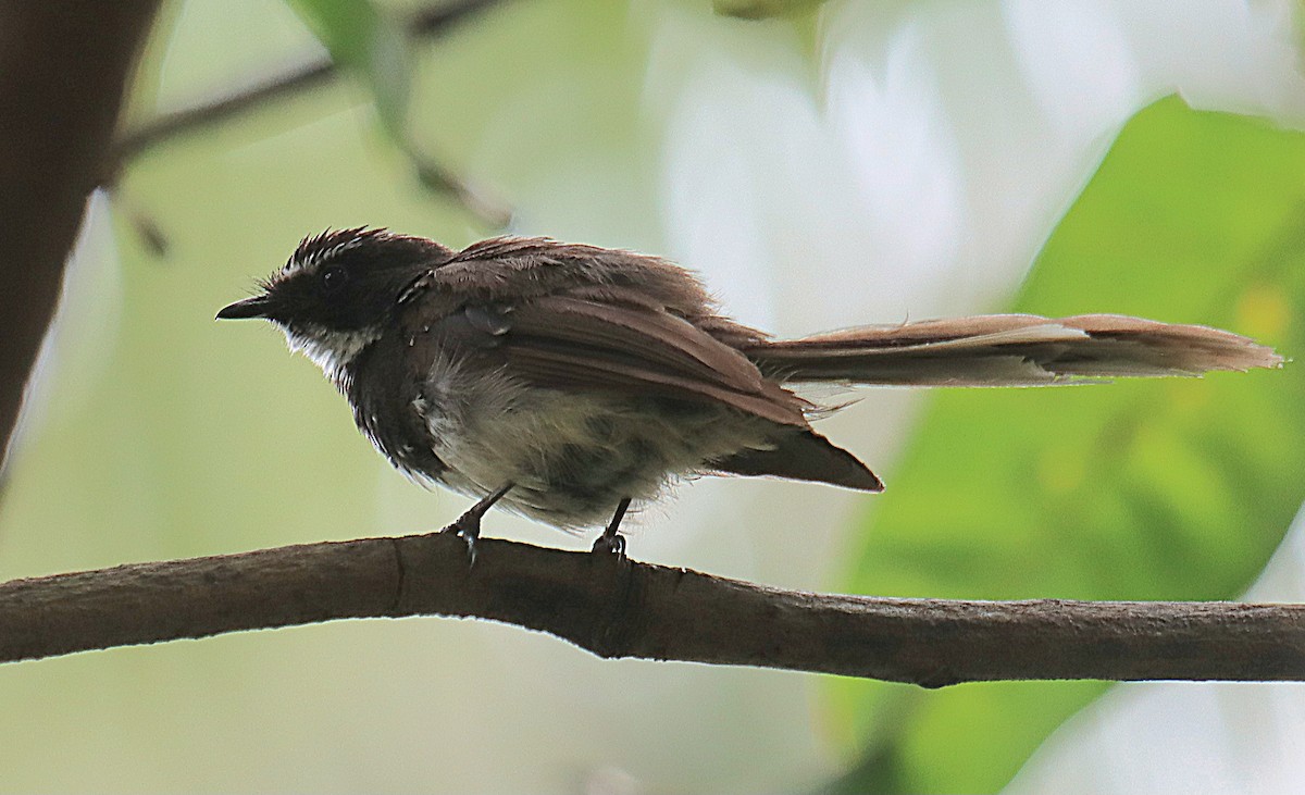Spot-breasted Fantail - ML641650665