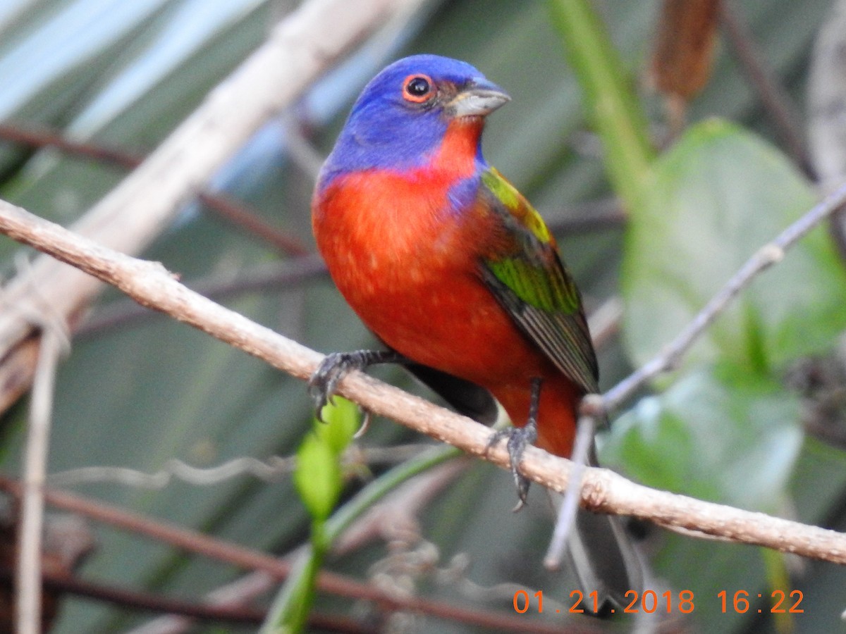 Painted Bunting - ML641650669