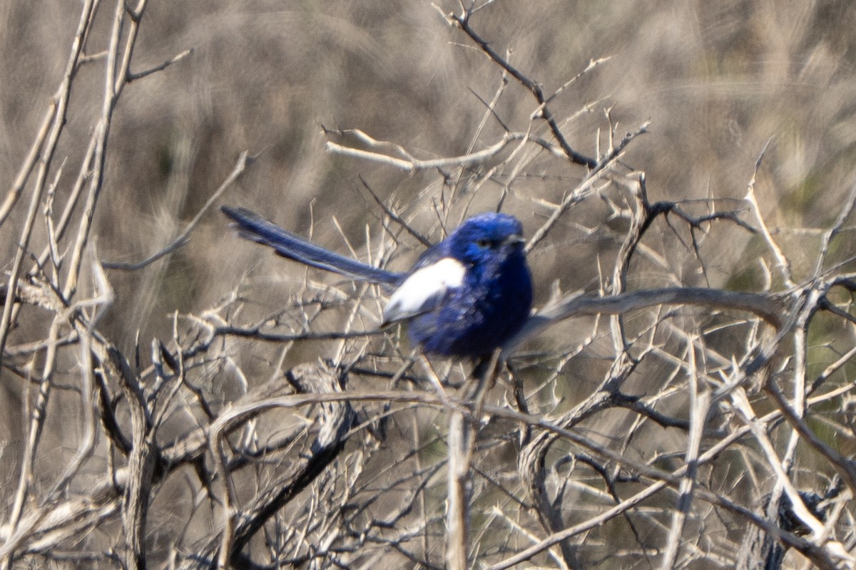 White-winged Fairywren - ML641650674