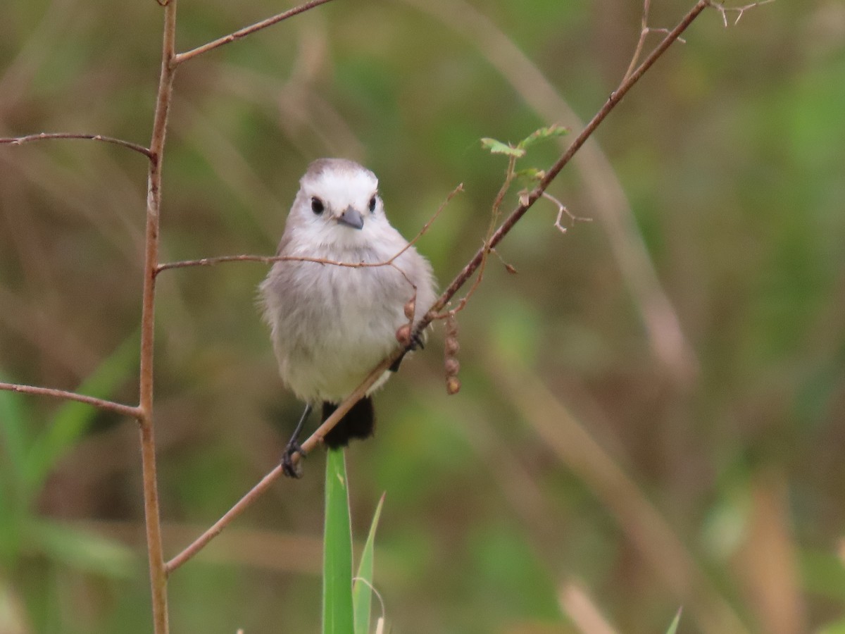 White-headed Marsh Tyrant - ML641650687