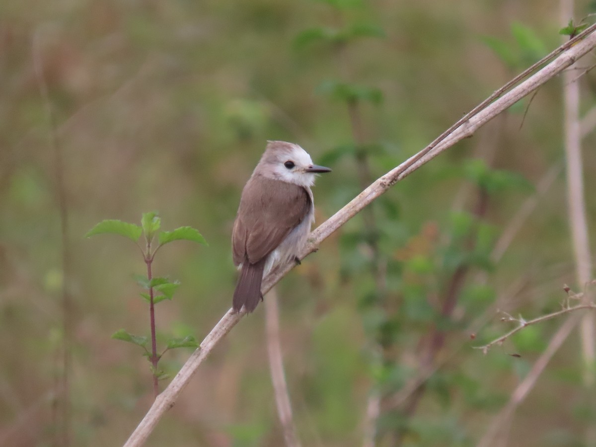 White-headed Marsh Tyrant - ML641650688