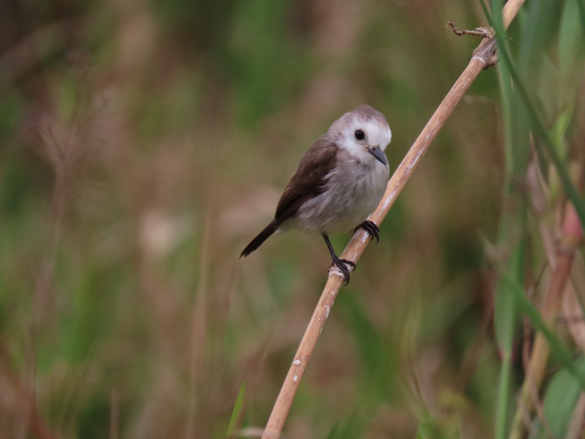 White-headed Marsh Tyrant - ML641650690