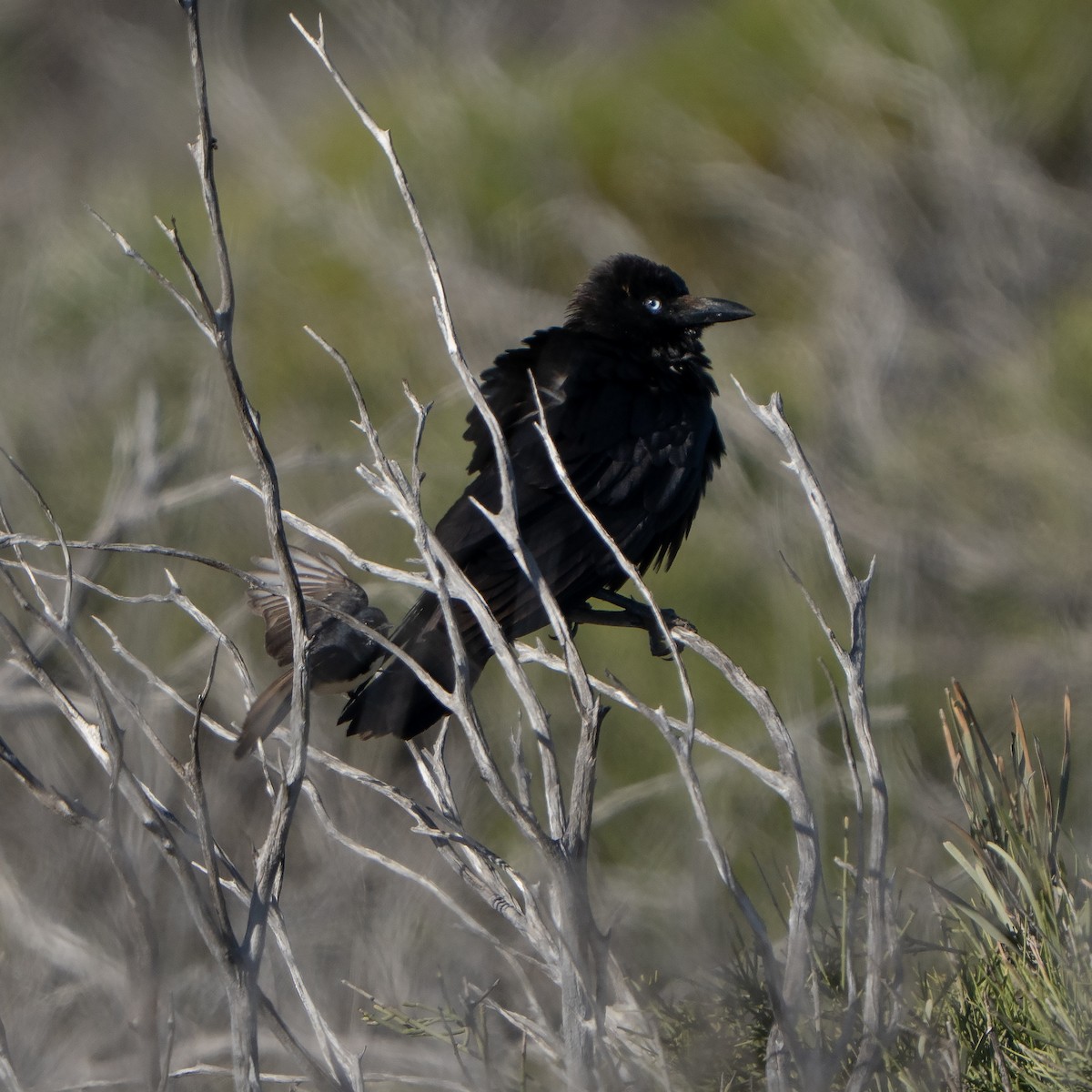 Torresian Crow - ML641650697