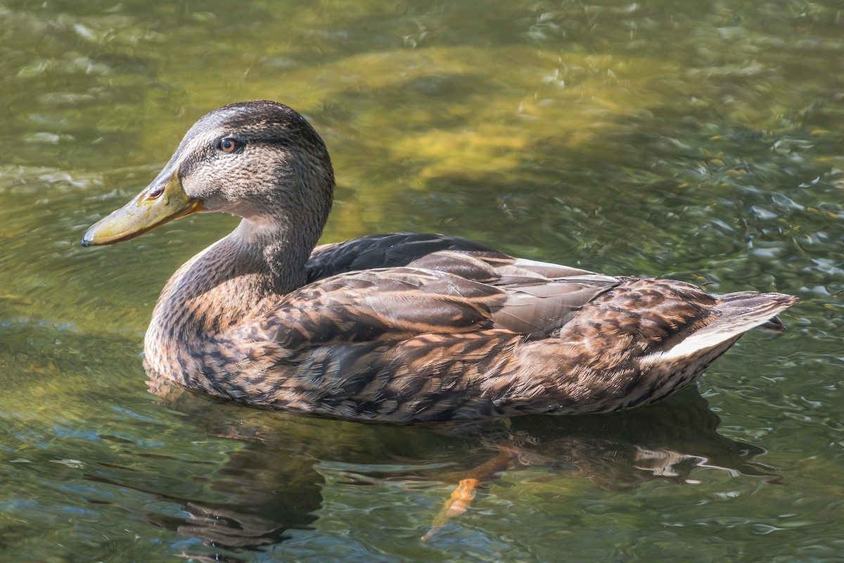 Canard colvert - ML641650710