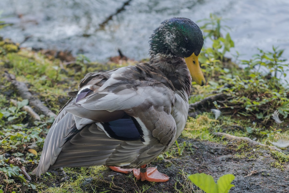 Canard colvert - ML641650712
