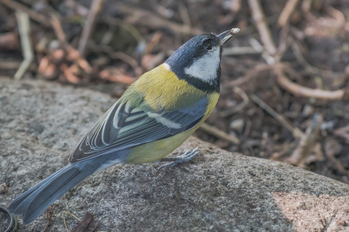 Mésange charbonnière - ML641650733