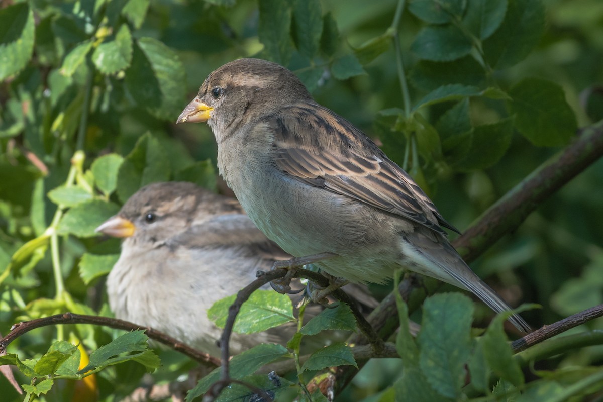 Moineau domestique - ML641650754