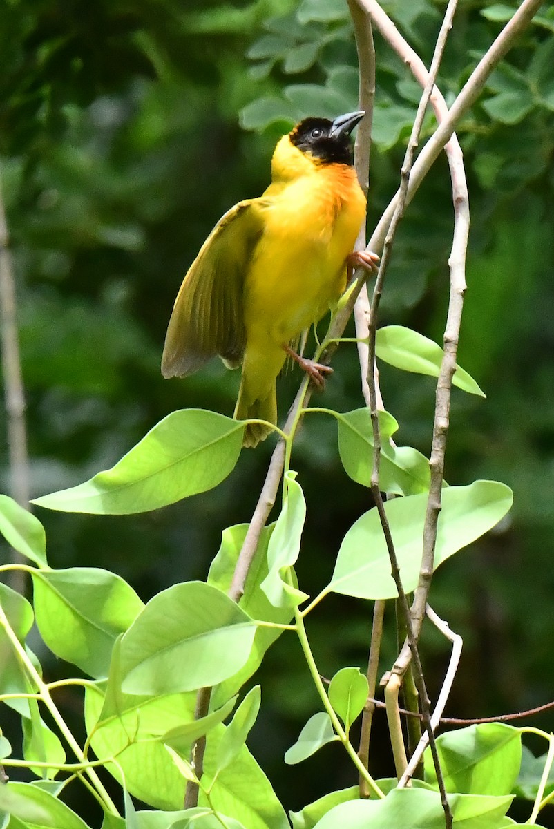 Black-headed Weaver - ML641650781