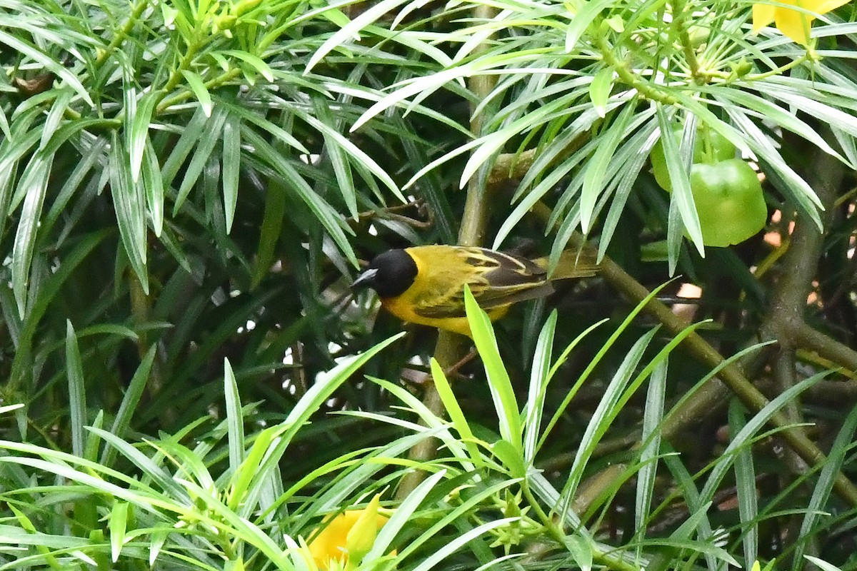 Black-headed Weaver - ML641650782