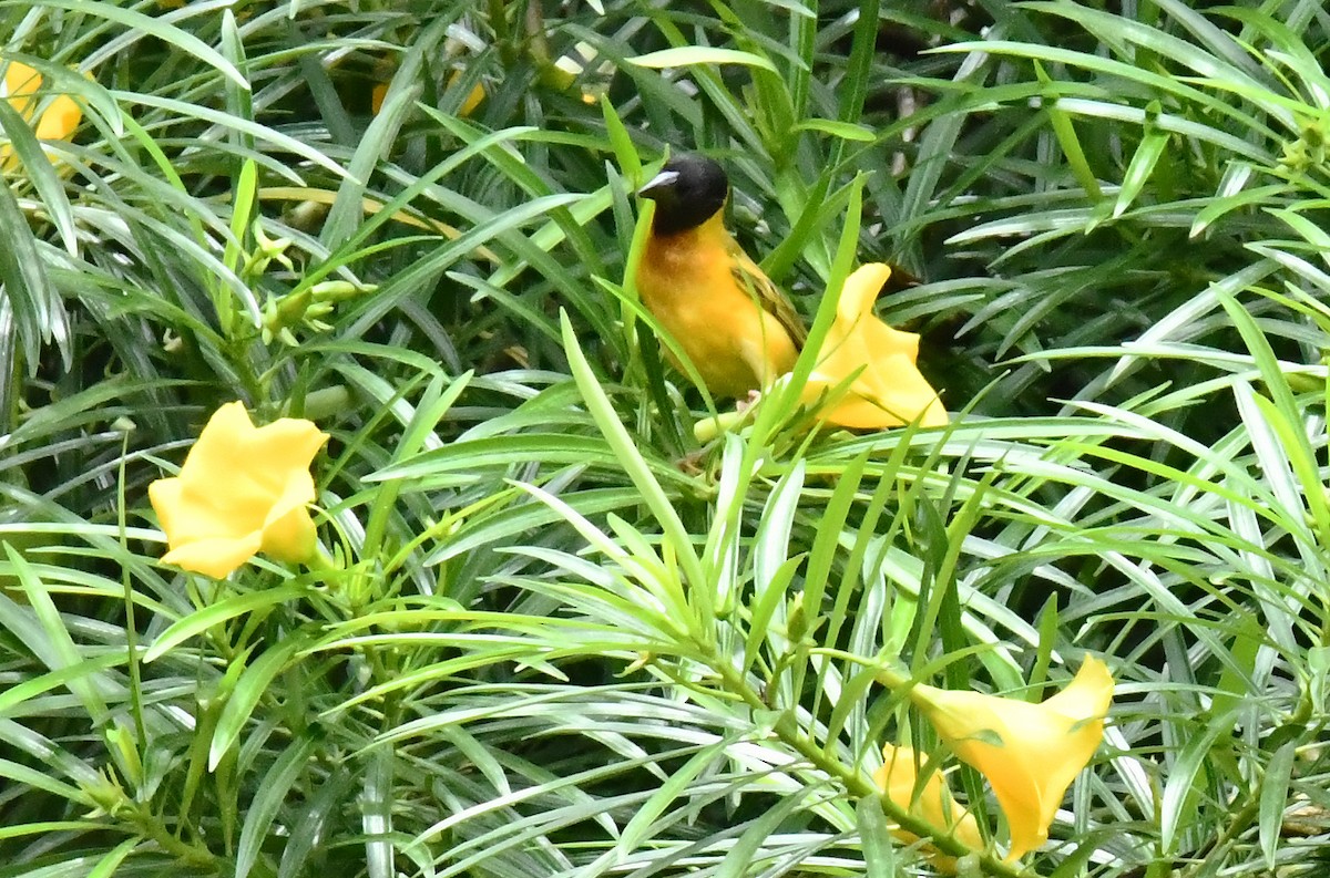 Black-headed Weaver - ML641650783