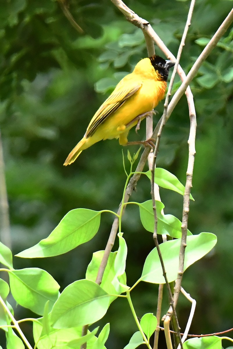 Black-headed Weaver - ML641650784