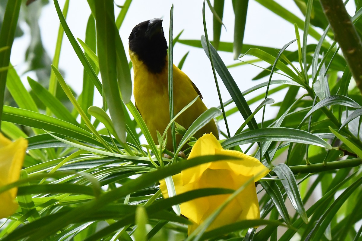 Black-headed Weaver - ML641650785