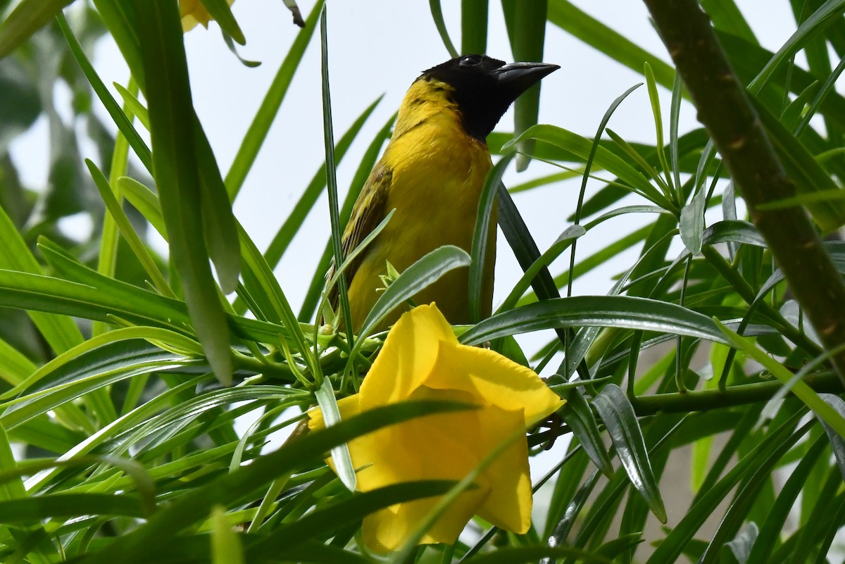 Black-headed Weaver - ML641650786