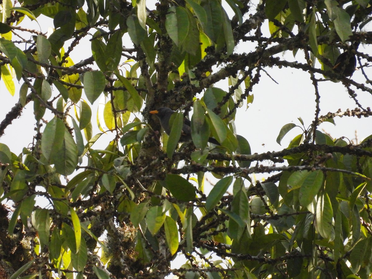 Finch-billed Myna - ML641650803